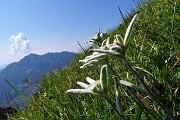 50^ Sagra del Monte Menna – 50^ di fondazione del Gruppo 4 Cime M.A.G.A. (1968-1918) al Bivacco Palazzi il 5 agosto 2018  - FOTOGALLERY